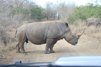 A large male rhino in the road ahead of us.
