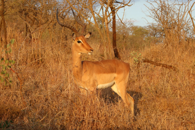  Impala in the early morning light.