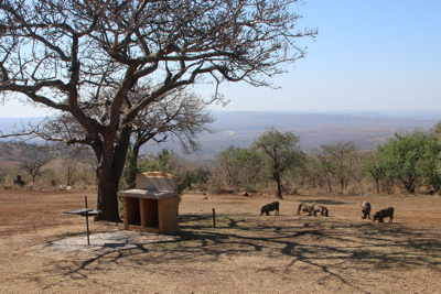 Warthog grazing outside the chalet.