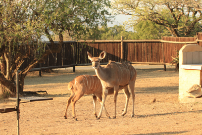 nyala female with her youngster 