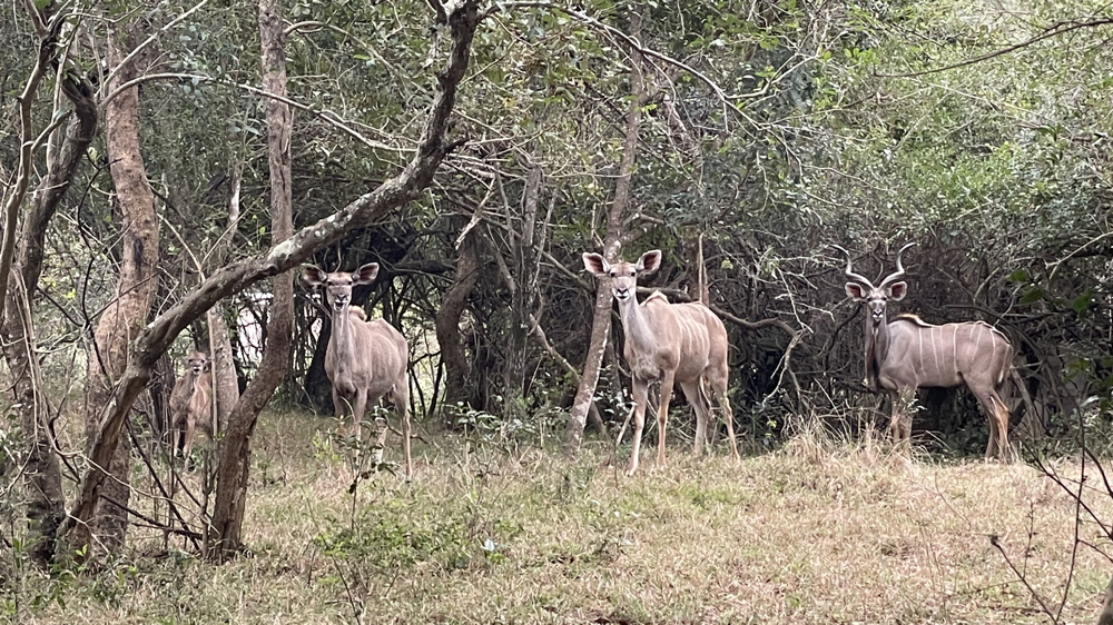  A male nyala with a couple of females near our campsite.  