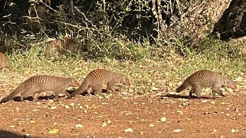A few members of a large group of banded mongooses.