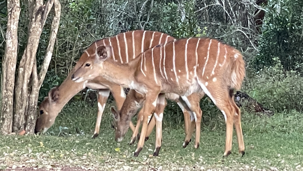 2 female nyala and a youngster.