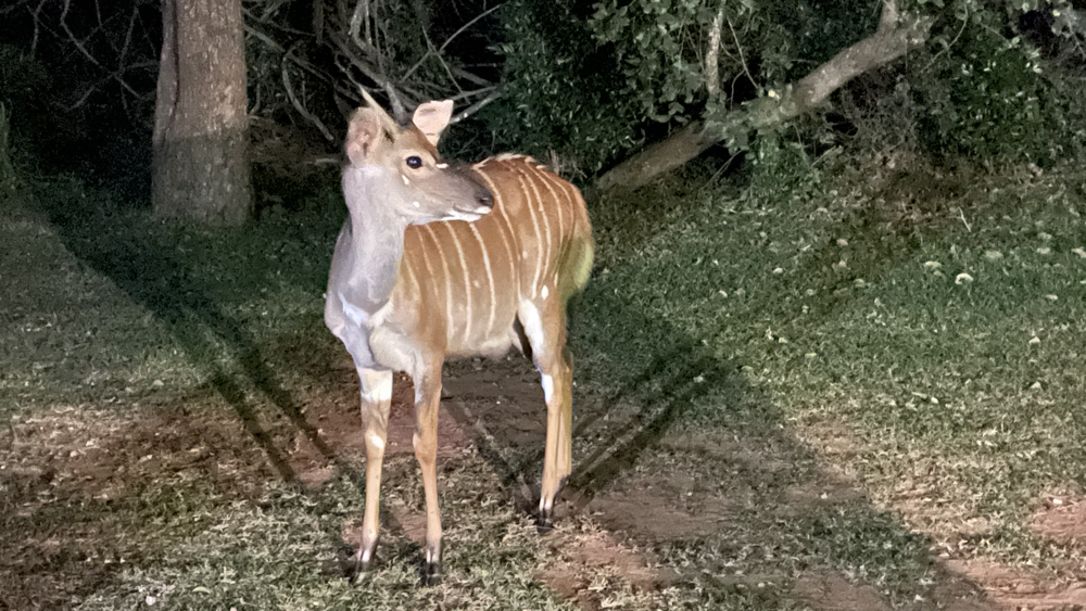 A young male nyala at the campsite.