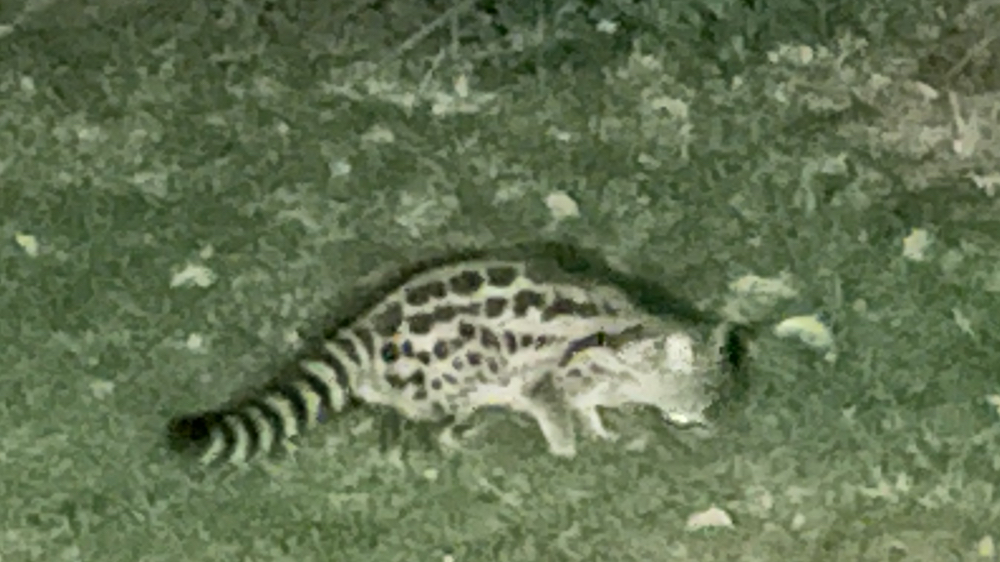Large spotted genet on the grass.