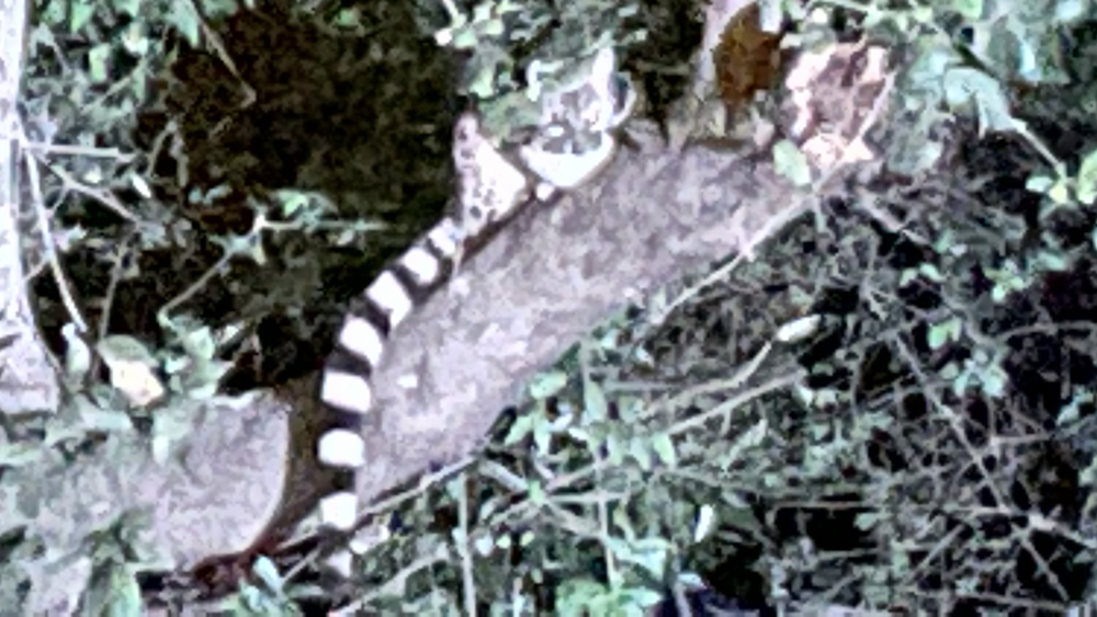 large spotted gennet sittingon a tree trunk.