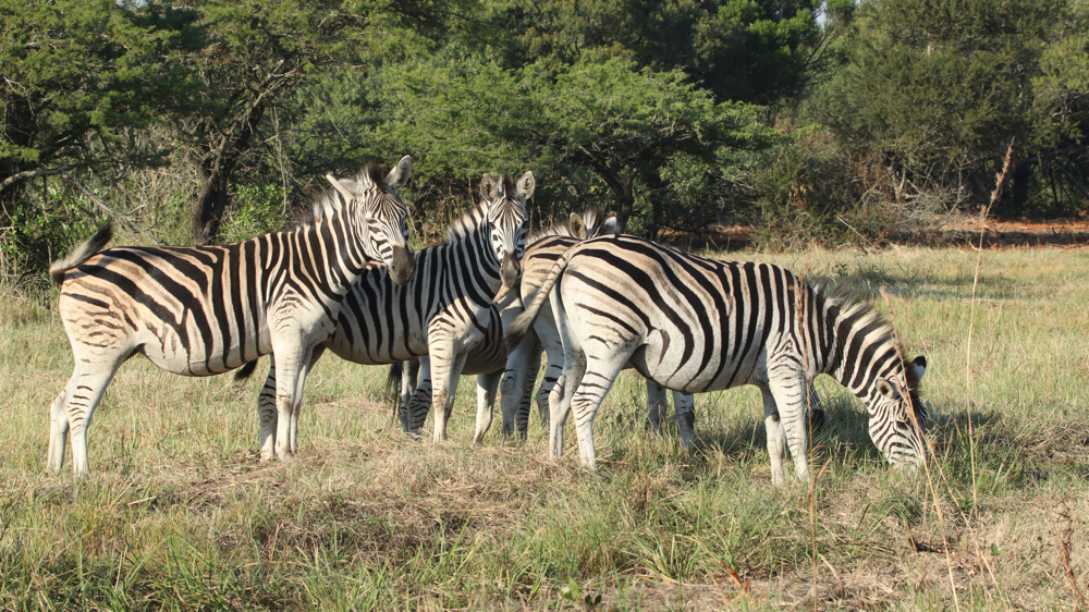 A small group of zebra.