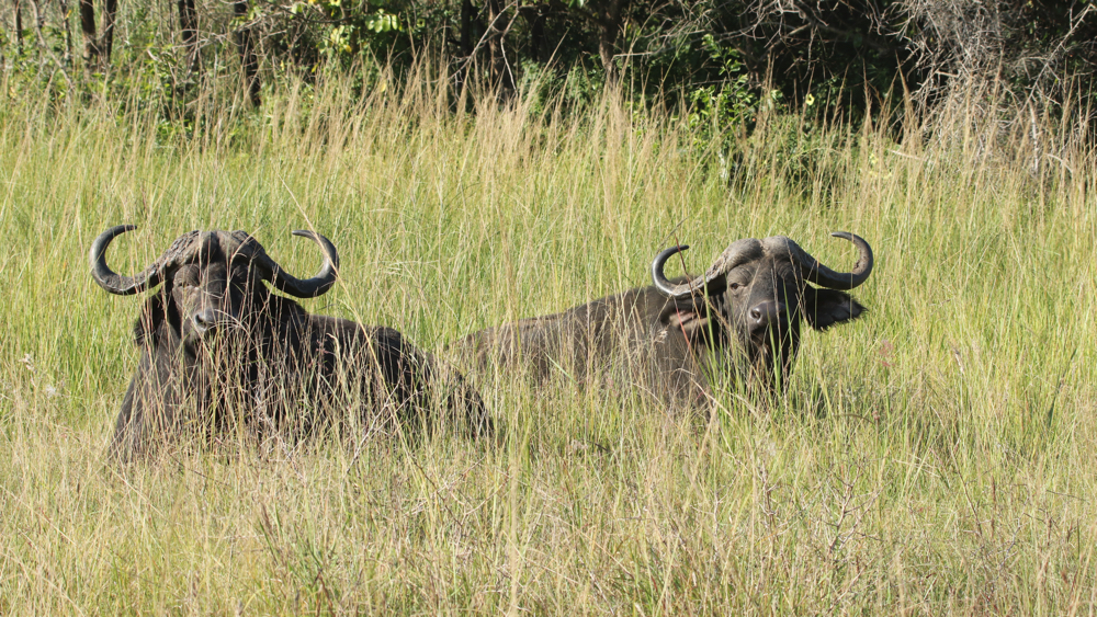 2 male buffalo lying in the grass.