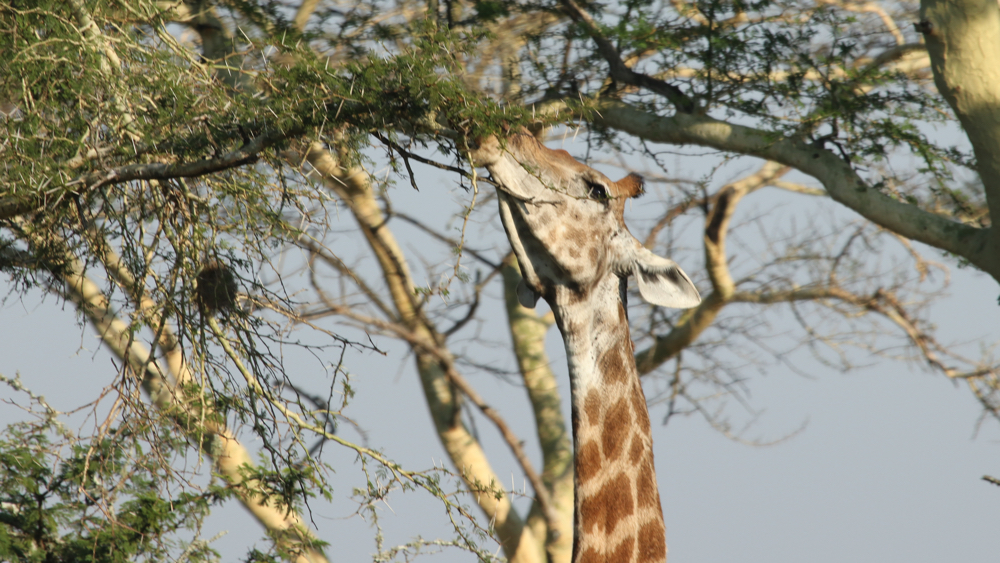A giraffe eating accacia leaves.