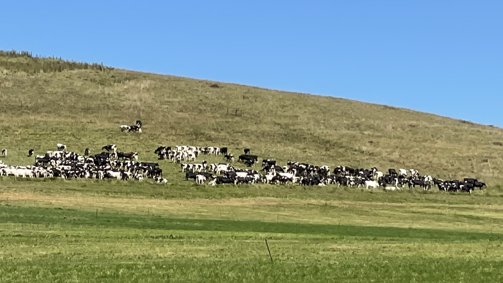 A large herd of dairy cows on a hillside.
