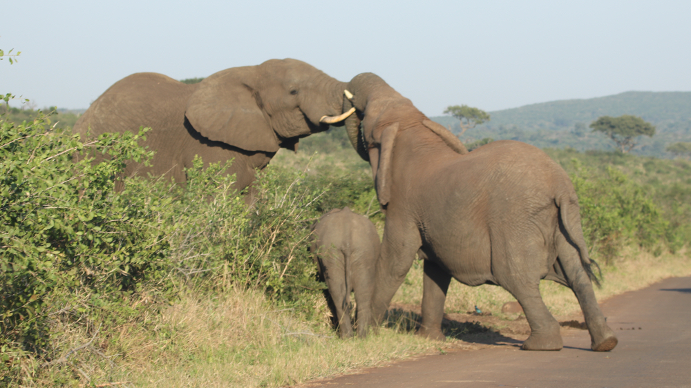 An elephant bull greeting a female.