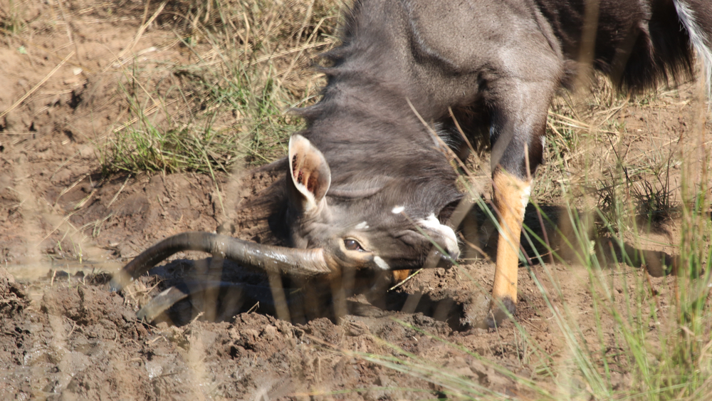 A male nyala was scraping mud onto his horns.