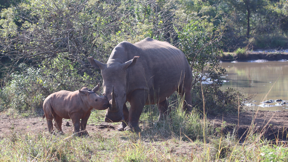 Female rhino with a young calf.