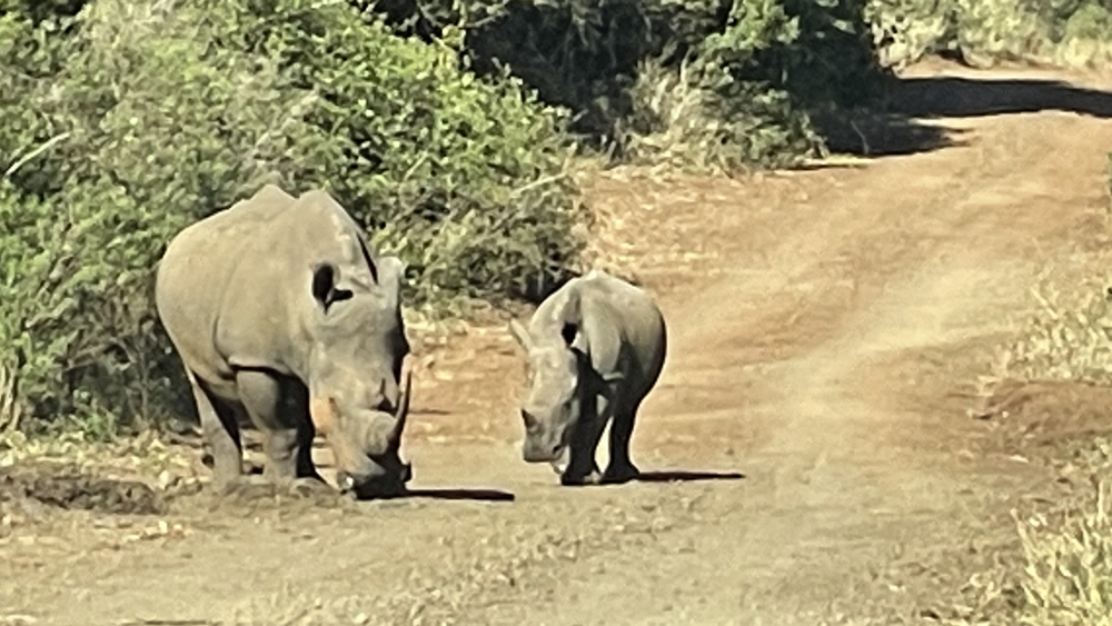 Female rhino with a calf on the road ahead of us.