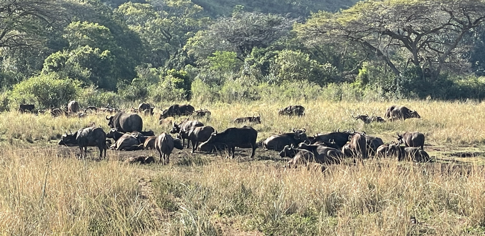 Large group of buffalo.