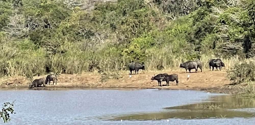 Buffalo near the Hluhluwe Dam.