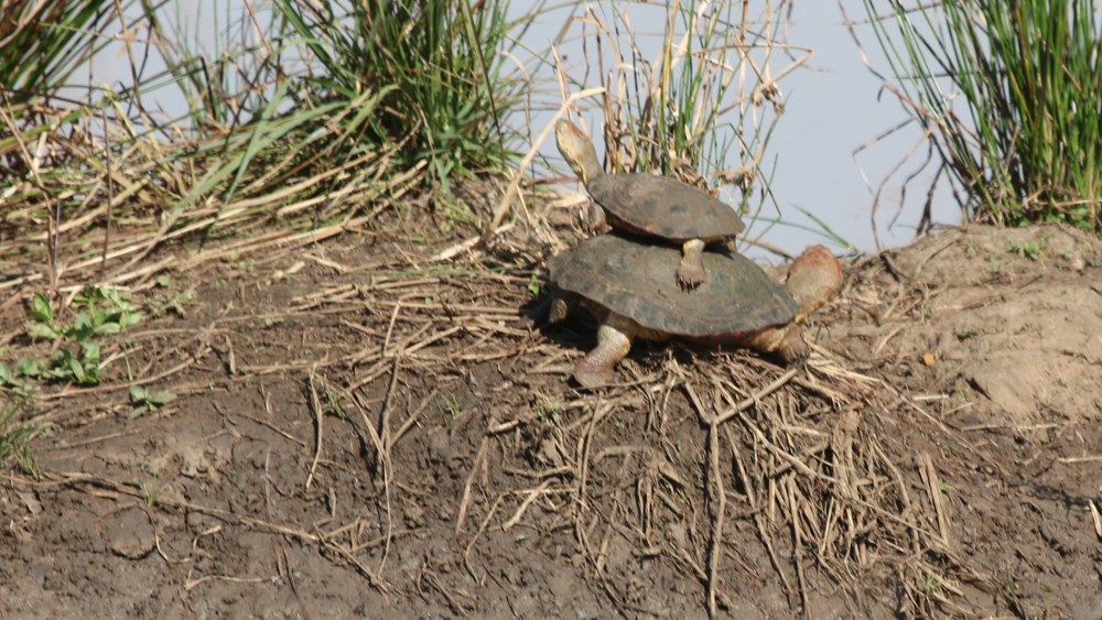  A couple of terrapins.