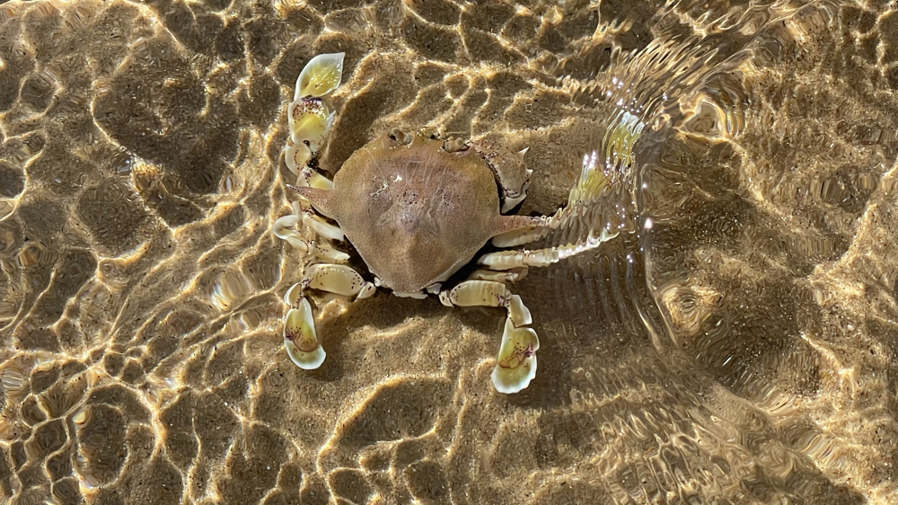 A crab in the clear lagoon water.