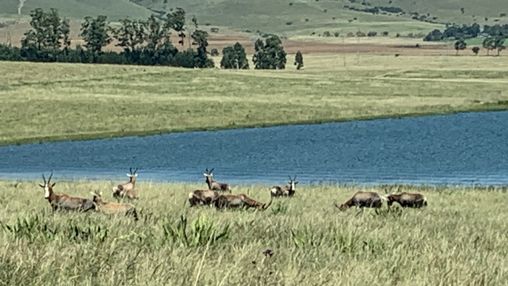  A group of blesbok lying down in the grass.