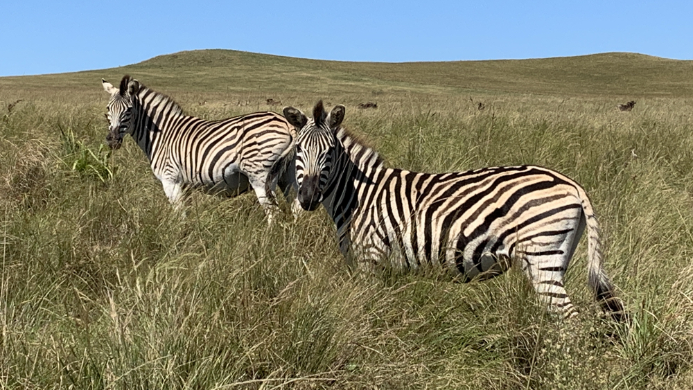 2 zebra looking at the camera.