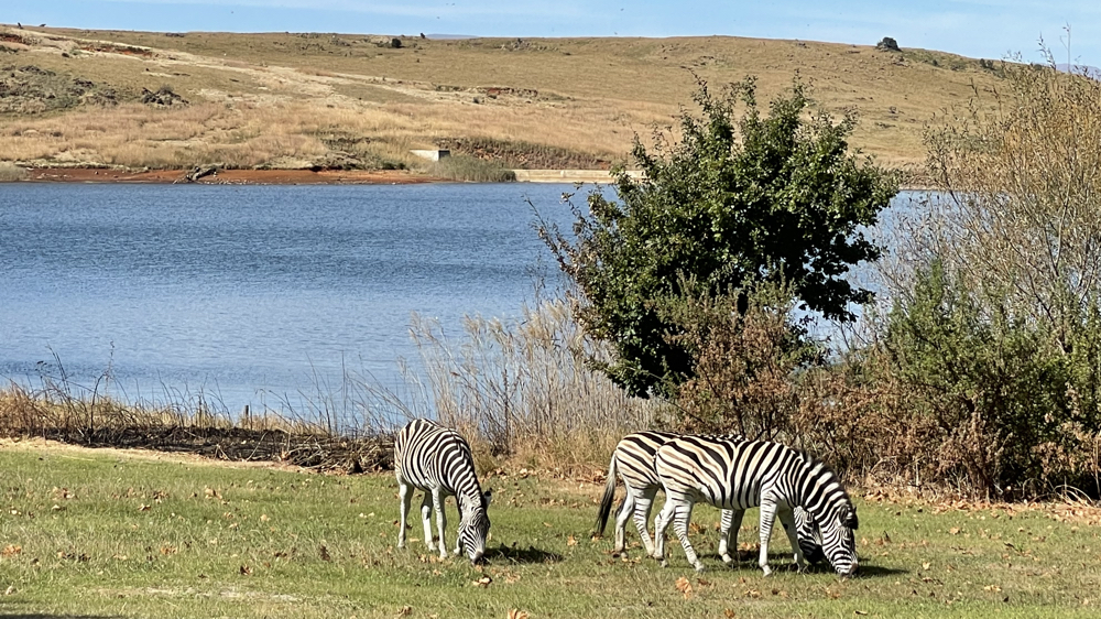 3 zebra grazing next to the dam.