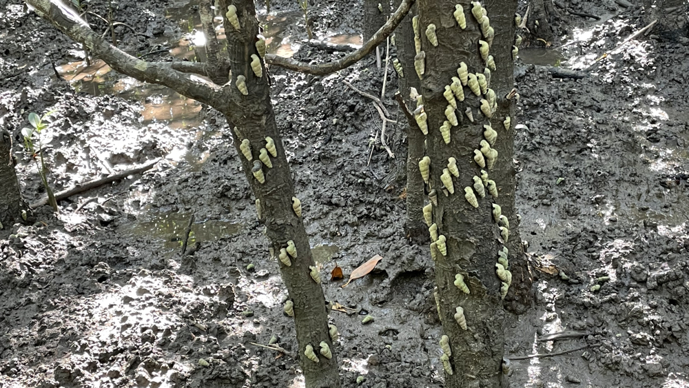 Climbing whelks on tree trunks.