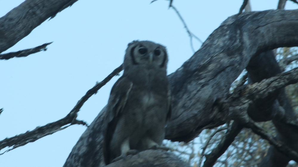  A spotted eagle-owl in a tree.