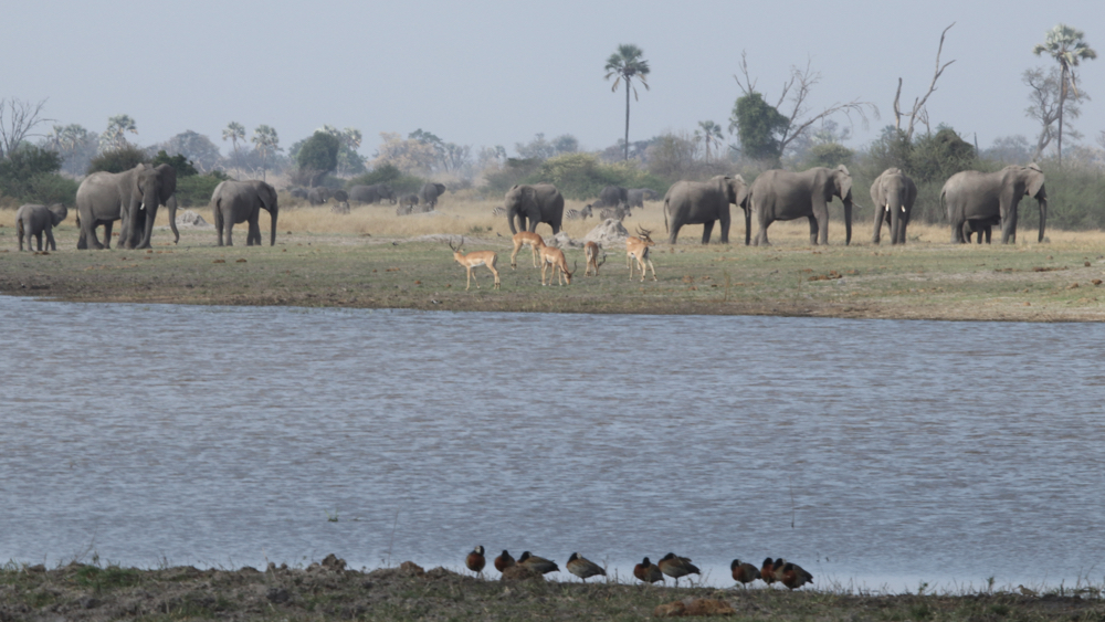 Impala and elephants on the opposite bank of a large area of water.