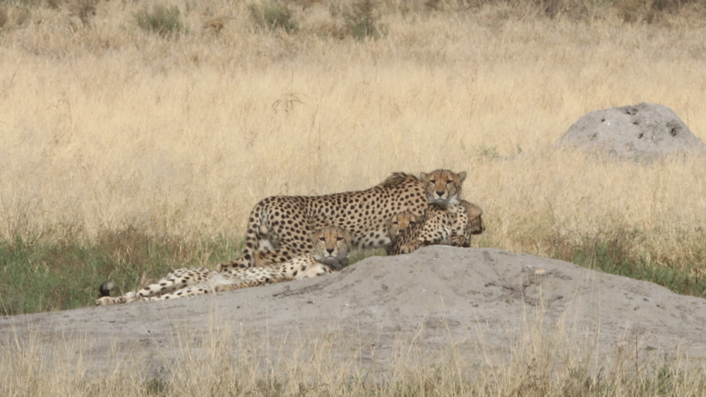 4 cheetah lying close together on a termite mound.