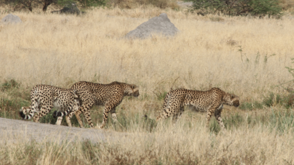 3 cheetah moving off towards some shade.