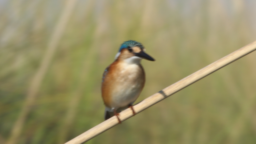 A malachite kingfisher sitting on a reed.