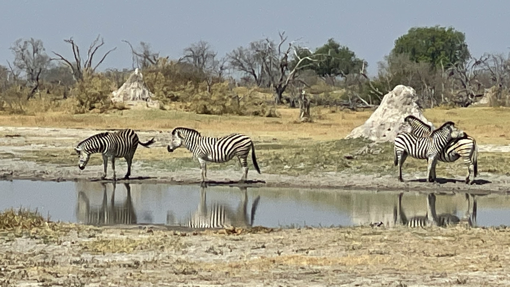 4 zebra standing next to some water. 2 are grooming each other.