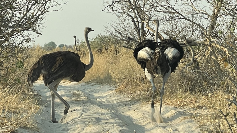 2 ostriches in the road with some others in the bush.