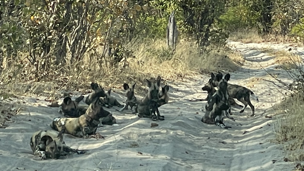 About 12 wild dogs on the track, most of them lying down.