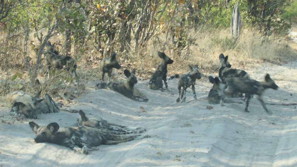 The same group of wild dogs with several of the younger ones sitting or moving around.