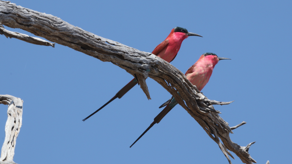 A pair of carmine bee-eaters sitting on a branch.