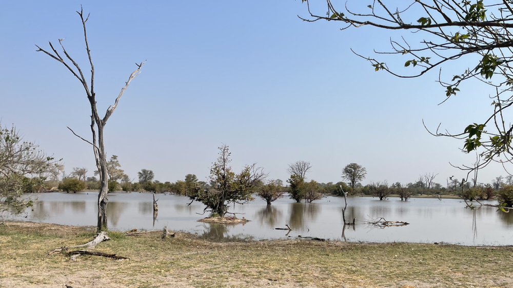 A large flooded area with trees in the water.