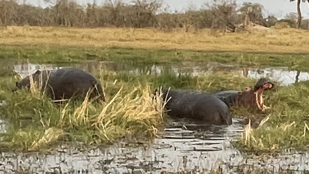 3 hippo half in and half our of the water - 1 is yawning.