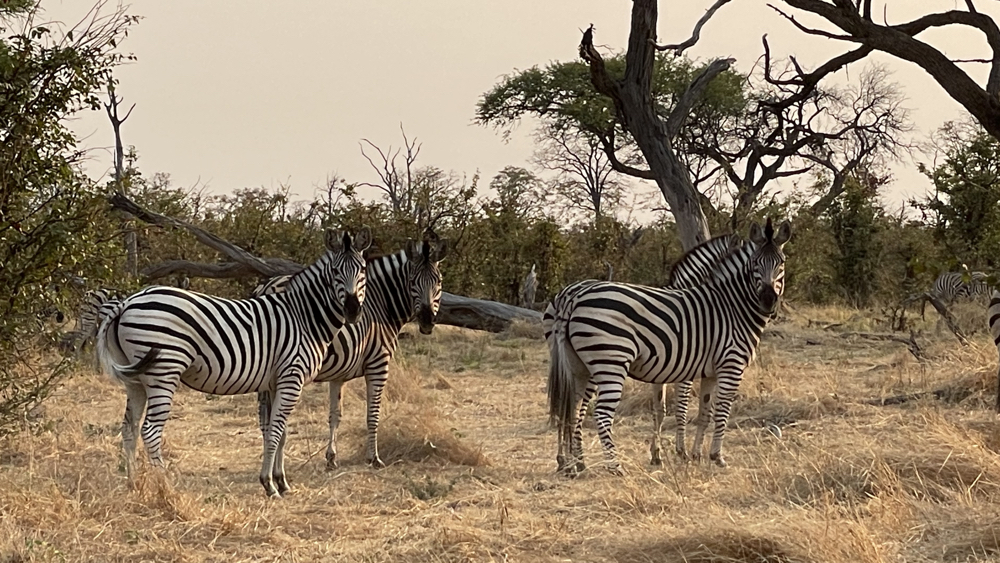 4 zebra standing and looking our way.