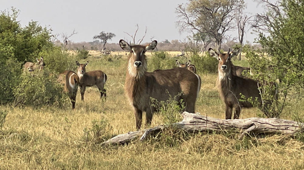 Several female waterbuck stopped browing and watched us.