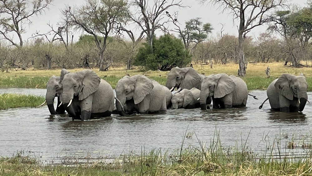 A family group of elephants crossing the river.