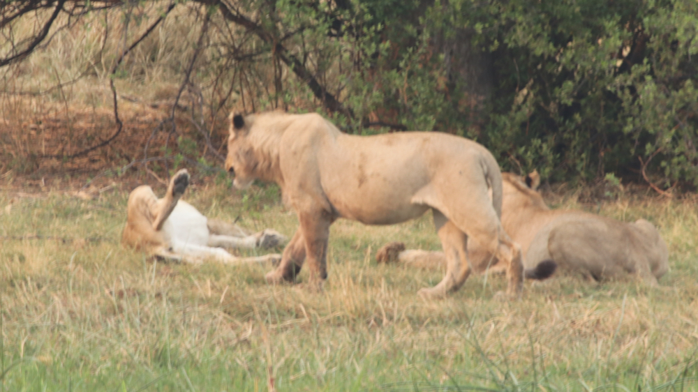 One lioness walking towards 2 that are lying down and looking very fat.