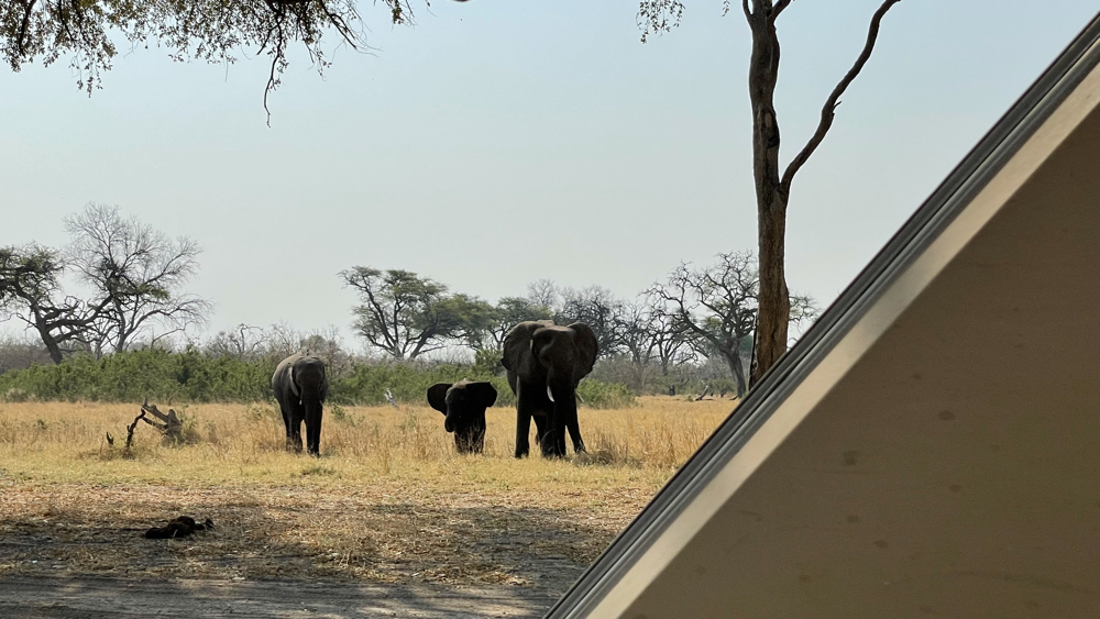2 adult and 1 babt elephant approaching our campsite.