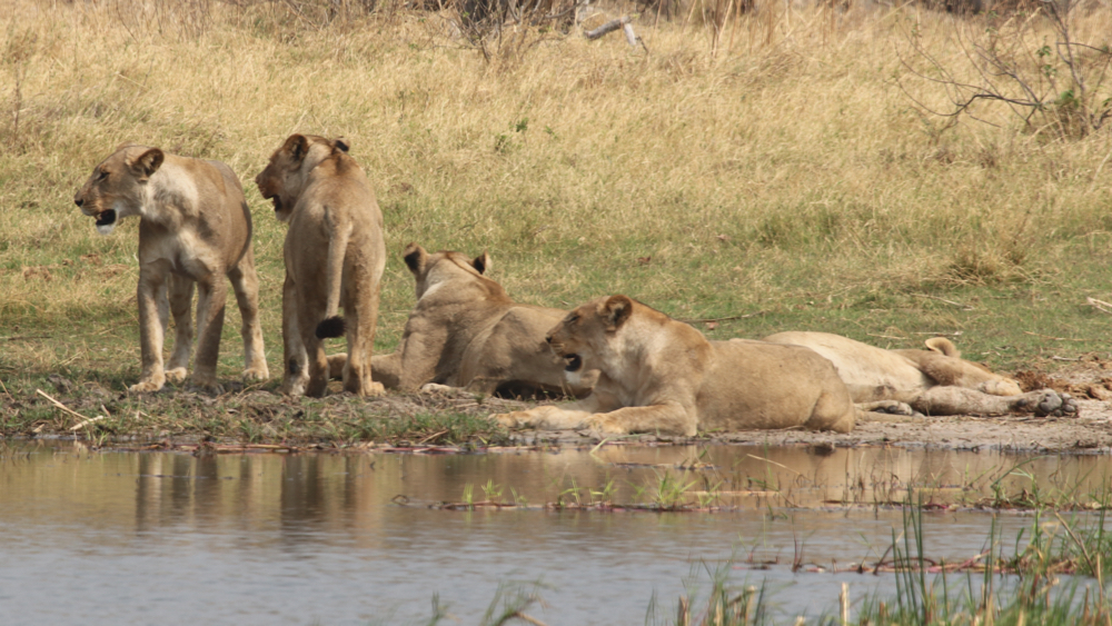 5 lionesses by the water. 2 standing and 3 lying down.