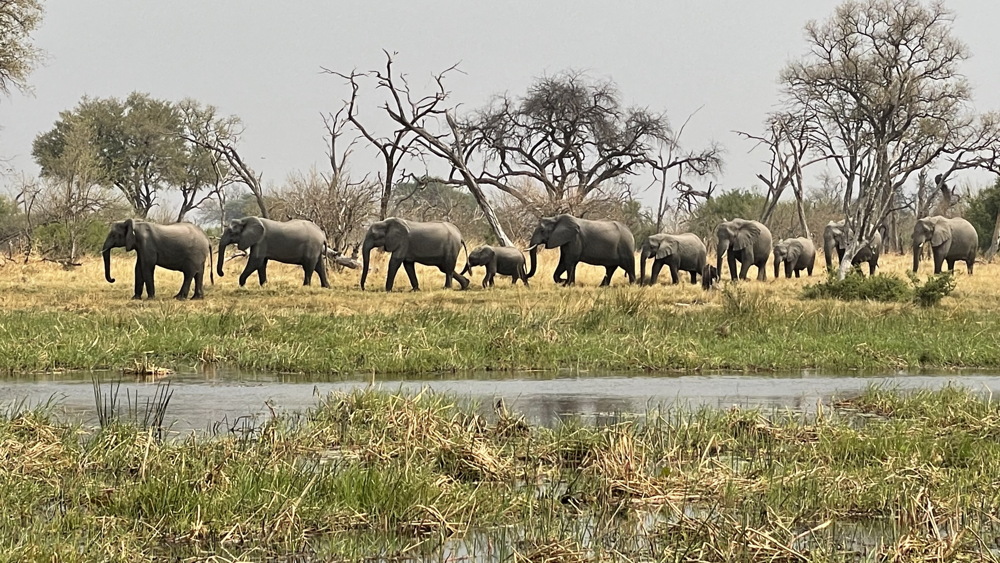 A family group of elephants passing by near the lions.