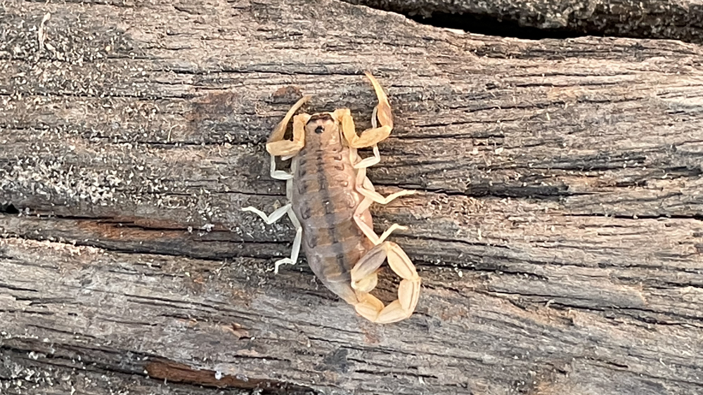 A scorpion on a piece of wood.