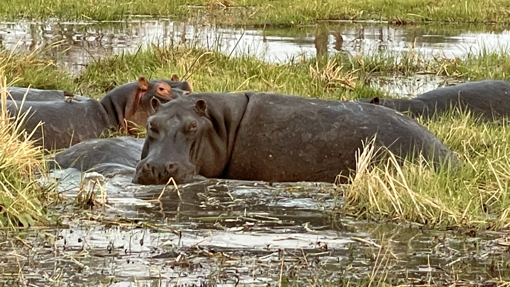 More hippos in the shallow water.