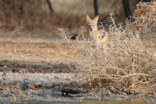 A jackal near the waterhole.