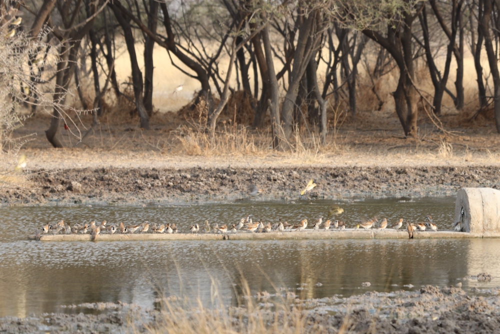 Lots of small birds sitting on a concrete strip in the middle of the waterhole.