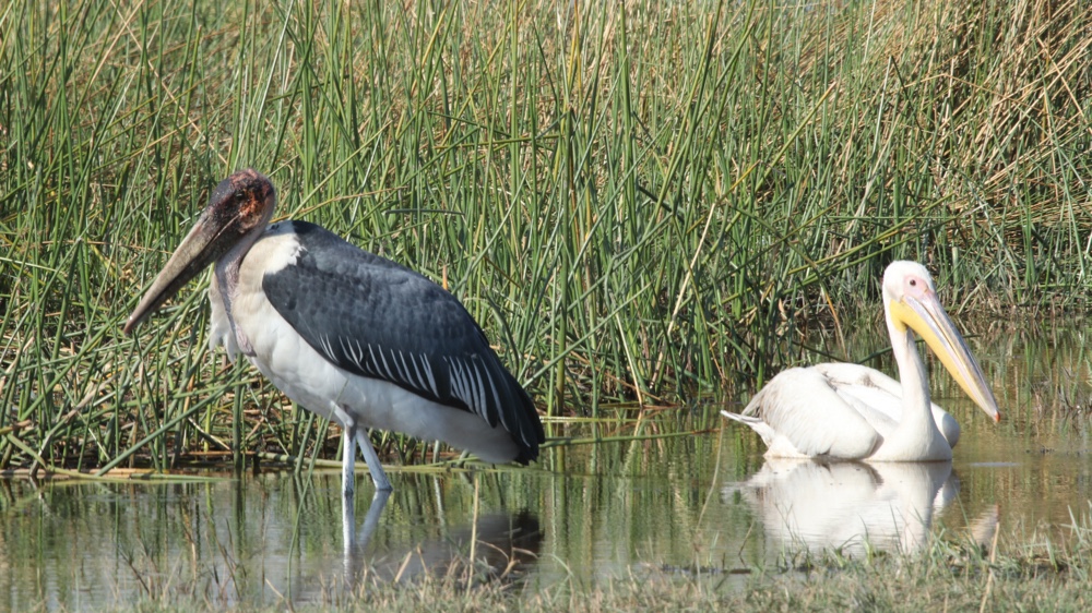  A marabou stork and a pelican in the water.